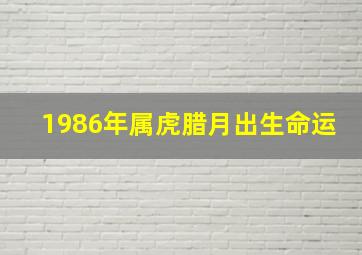 1986年属虎腊月出生命运