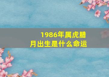 1986年属虎腊月出生是什么命运