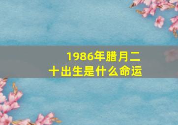 1986年腊月二十出生是什么命运