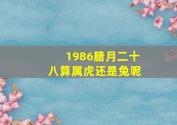 1986腊月二十八算属虎还是兔呢