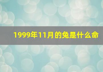 1999年11月的兔是什么命