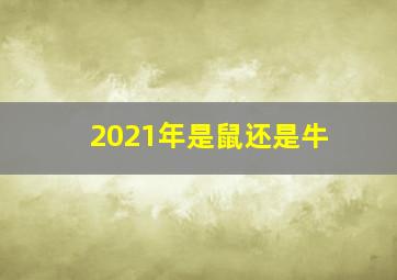 2021年是鼠还是牛