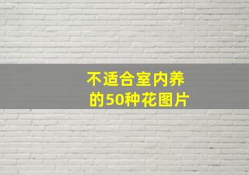 不适合室内养的50种花图片