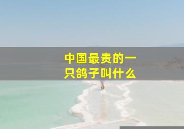 中国最贵的一只鸽子叫什么