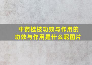 中药桂枝功效与作用的功效与作用是什么呢图片