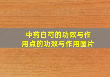 中药白芍的功效与作用点的功效与作用图片