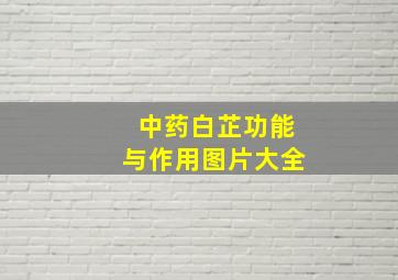 中药白芷功能与作用图片大全