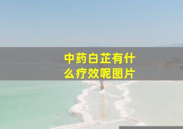 中药白芷有什么疗效呢图片