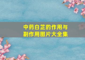 中药白芷的作用与副作用图片大全集