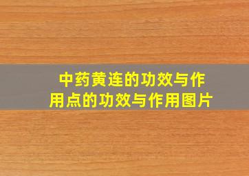 中药黄连的功效与作用点的功效与作用图片