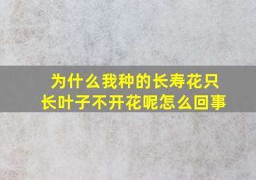 为什么我种的长寿花只长叶子不开花呢怎么回事