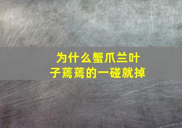 为什么蟹爪兰叶子蔫蔫的一碰就掉