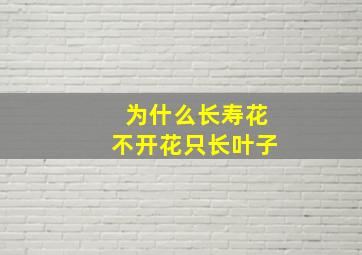 为什么长寿花不开花只长叶子