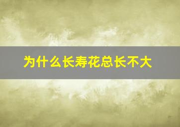 为什么长寿花总长不大