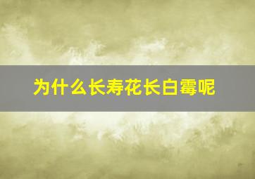 为什么长寿花长白霉呢