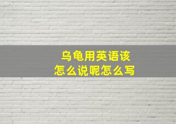 乌龟用英语该怎么说呢怎么写