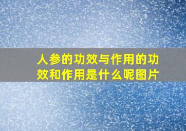 人参的功效与作用的功效和作用是什么呢图片