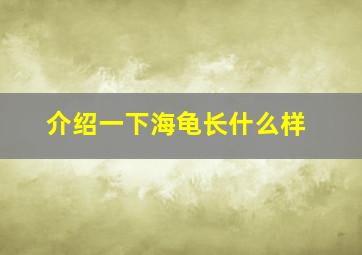 介绍一下海龟长什么样