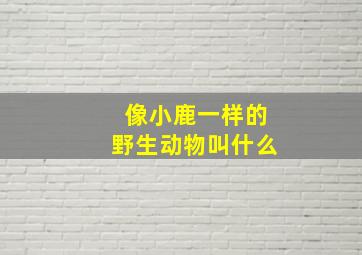 像小鹿一样的野生动物叫什么