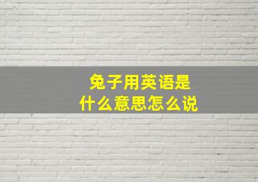 兔子用英语是什么意思怎么说