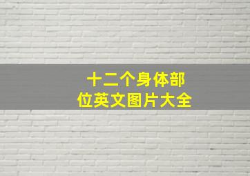 十二个身体部位英文图片大全