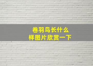 卷羽鸟长什么样图片欣赏一下