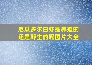 厄瓜多尔白虾是养殖的还是野生的呢图片大全