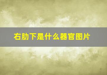 右肋下是什么器官图片