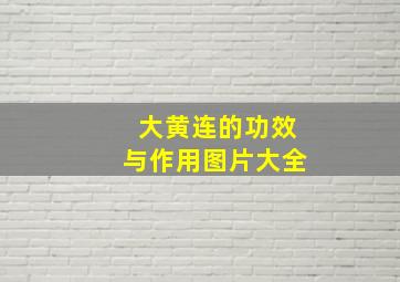 大黄连的功效与作用图片大全