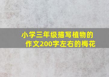 小学三年级描写植物的作文200字左右的梅花