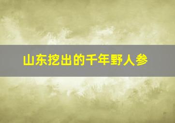 山东挖出的千年野人参