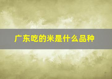 广东吃的米是什么品种