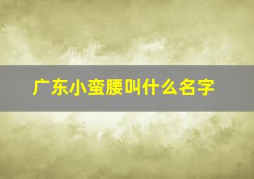 广东小蛮腰叫什么名字