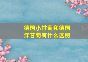 德国小甘菊和德国洋甘菊有什么区别