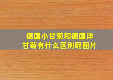 德国小甘菊和德国洋甘菊有什么区别呢图片