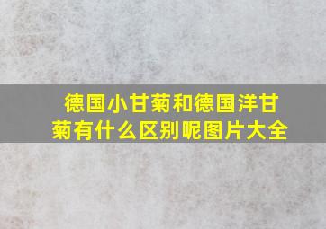 德国小甘菊和德国洋甘菊有什么区别呢图片大全