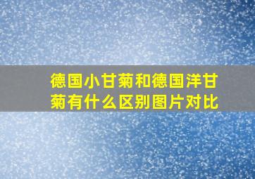 德国小甘菊和德国洋甘菊有什么区别图片对比