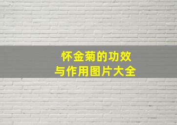 怀金菊的功效与作用图片大全