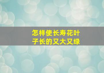 怎样使长寿花叶子长的又大又绿