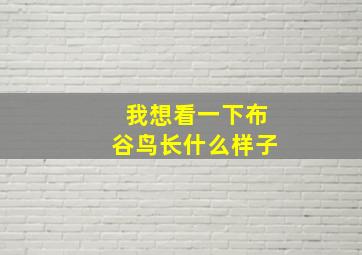 我想看一下布谷鸟长什么样子