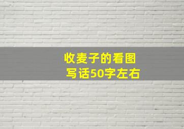 收麦子的看图写话50字左右