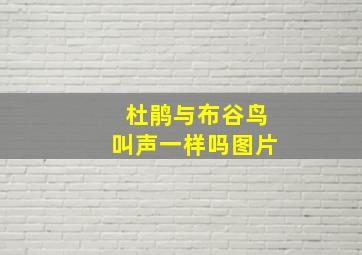 杜鹃与布谷鸟叫声一样吗图片