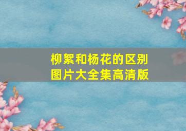 柳絮和杨花的区别图片大全集高清版