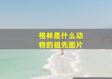 格林是什么动物的祖先图片