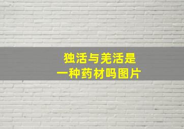 独活与羌活是一种药材吗图片