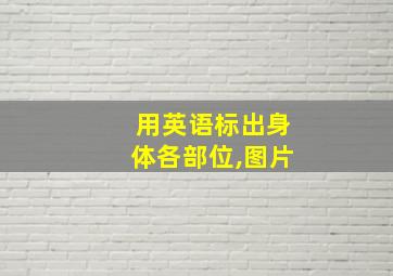 用英语标出身体各部位,图片