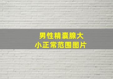 男性精囊腺大小正常范围图片