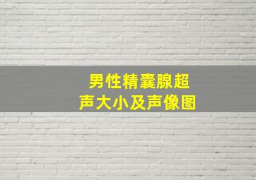 男性精囊腺超声大小及声像图