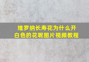 维罗纳长寿花为什么开白色的花呢图片视频教程