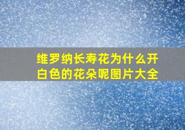 维罗纳长寿花为什么开白色的花朵呢图片大全